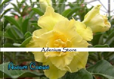 New Adenium 'Aurum Crown' 5 Seeds